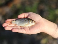 ファフロツキーズ現象か？オーストラリアの砂漠の奥地で魚の雨が降る怪現象