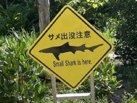 こんなとこにも出没するの！？　沖縄の離島で〝サメの泳ぐ池〟が発見される