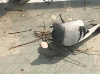 とりあえず産めればいいのか？鳩の雑すぎる巣作り事例