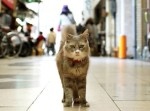 ネコの目線で。『広島キャットストリートビュー』が魅惑的だぞ！