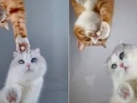 「いい加減にするニャ！」猫ズによるガラスの上の攻防戦。オヤツが絡んだ場合