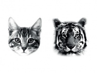 フランス発のタトゥーシール！「DCER Cat+Tiger Tattoo」がRESTIR.COMで販売中