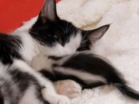 子猫がヤキモチ？黒と白の猫ファミリーに、何かちょっぴり違う子が？猫母さん、スカンクの赤ちゃんを迎え入れて育てる