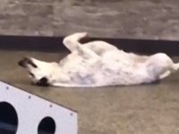 犬の保育施設の一日を映してみた。そこにいた何やら変わった様子の犬を見たReddit民の反応は？