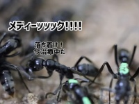 アリ界にも衛生兵がいた。マタベレアリは傷ついた仲間を治療し回復させていたことが判明（ドイツ研究）