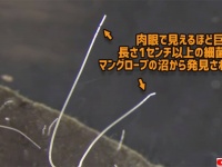 長さ1cm以上の巨大細菌がマングローブの沼から発見される