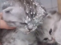 母親のミルクを飲む勢いがすごすぎて顔面ミルクまみれになっちゃった子猫