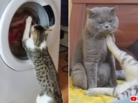 猫だから仕方ないのはわかってる！ある日あるとき遭遇した猫たちのやらかしシーン総集編