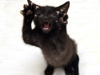 うちの猫の殺人ミトンをお見舞いするぜ？爪を全開にした猫たちの写真