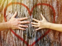 Hands of couple in love hugging a tree with painted red heart