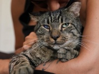 それでも誰かを愛したい。飼い主亡き後捨てられた猫、持ち前の人懐っこさで新たなる飼い主が見つかる（アメリカ）