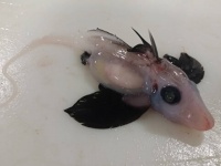 このクリーチャー感がたまらん！希少な「ゴーストシャーク」の赤ちゃんを発見