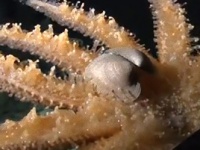 数十本の腕を持つ巨大なヒトデ「ヒマワリヒトデ」がハマグリを捕食する映像