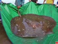 全長4メートルの巨大エイが釣り上げられ、その後川に戻される