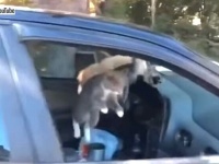 車の中が猫たちの狂宴状態に！開けっ放しの窓から入り込んだ野良猫たち