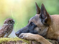 天翔ける翼と地を駆ける足。犬とフクロウの間に流れるやさしい時間をご覧ください