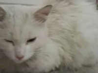 病院の回転ドアに挟まれ危機一髪の野良猫、緊急治療を受け奇跡の回復。医師の家へ迎えられる（トルコ）