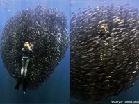 圧巻！魚群が作り上げた球形の塊「ベイト・ボール」の中に飲み込まれていくダイバー