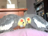 オカメインコに癒されたい！マイペースな彼らの日常的風景を垣間見よう