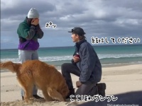 飼い主のプロポーズの瞬間、犬は指輪を埋めるために穴を掘り始めた？