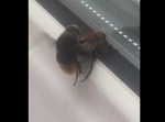 ハチの“ラブラブな行為”を目撃してしまった…