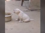 「コケーッッ！！」　鶏の鳴き声をマネするワンちゃんがすごい。