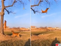 犬も楽しきゃ木に登る！木にぶら下がったテニスボールを空中キャッチする凄い犬たち