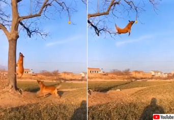 犬も楽しきゃ木に登る！木にぶら下がったテニスボールを空中キャッチする凄い犬たち