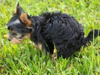 イタリアの都市で飼い主に犬のフンのDNA検査を義務付け。違反すると罰金