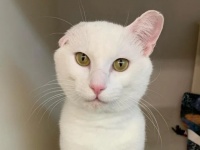 施設に保護された片耳の猫、一瞬でカップルを虜にして永遠の家を手に入れる（アメリカ）