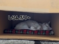 ネムネムもぁ～ん～、じゃなかったんかい！猫に「おやついる？」と声をかけたところ鬼クイックだった。