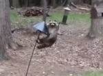 朝飯前だぜ。鳥のエサをゲットしてしまうアライグマが賢すぎて絶対常習犯！