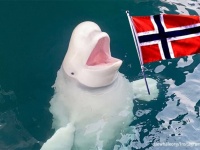亡命したロシアのスパイ疑惑のあるシロイルカを守る為、ノルウェーで世界初の外洋クジラ保護区を作る計画