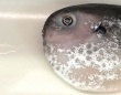岩手の鮮魚店に並んでた〝予想外すぎる1匹〟に1万人驚がく　「こんな事あるんだ」「初めて見た」