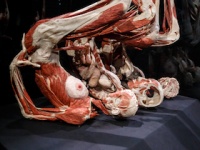 現在「人体の不思議展　BODY WORLDS」はオーストラリアのメルボルンで開催中（depositphotos.com）