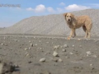 Hope For Paws～砂利工場に捨てられていた犬、無事保護されて第二の犬生を歩み始める