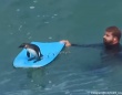 波乗りペンギンってやつ？人間のボディボードをヒッチハイクし、波を楽しむペンギン