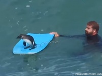 波乗りペンギンってやつ？人間のボディボードをヒッチハイクし、波を楽しむペンギン