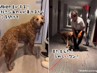 掃除機の音が聞こえると尻尾ぎゅんぎゅんが止まらない！清掃員女性と唯一無二の絆を結んだ犬