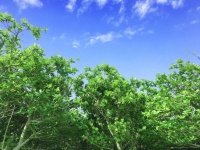 画像はイメージ