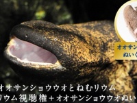 寝落ち必至？　夜のオオサンショウウオを眺め続ける「ねむリウム」が癒されそう