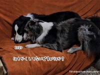 何でもないですよ！明らかに不審な行動をとる2匹の犬が必死に隠し持っていたものとは？