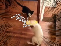 これほどまでだったのか！猫パンチの攻撃力の高さに犬が回転する