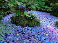 トンネルを抜けたらそこは〝アジサイの花園〟　神々しい風景に6.7万人感動