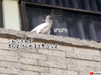 こんなもん一ミリも役にたたんわ。鳥よけシートをはがし地面に捨てまくるオウム
