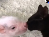 猫を愛し、猫とともに暮らし、猫に育てられた子ブタのドラゴンロードさん