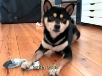 ご主人の靴下が大好きな柴犬「これボクのだから！」と所有権を主張する