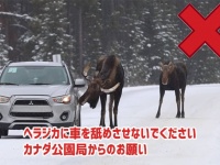 ヘラジカに車を舐めさせないでください。カナダ公園局からのお願い