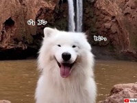 右耳と左耳を交互に動かすことができるサモエド犬。世界各地で笑顔を振りまき耳ピク芸