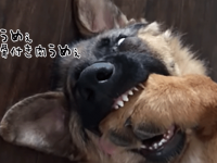 夢の中でそれは極上の骨付き肉だった。寝ぼけて前足を頬張るジャーマンシェパードの子犬